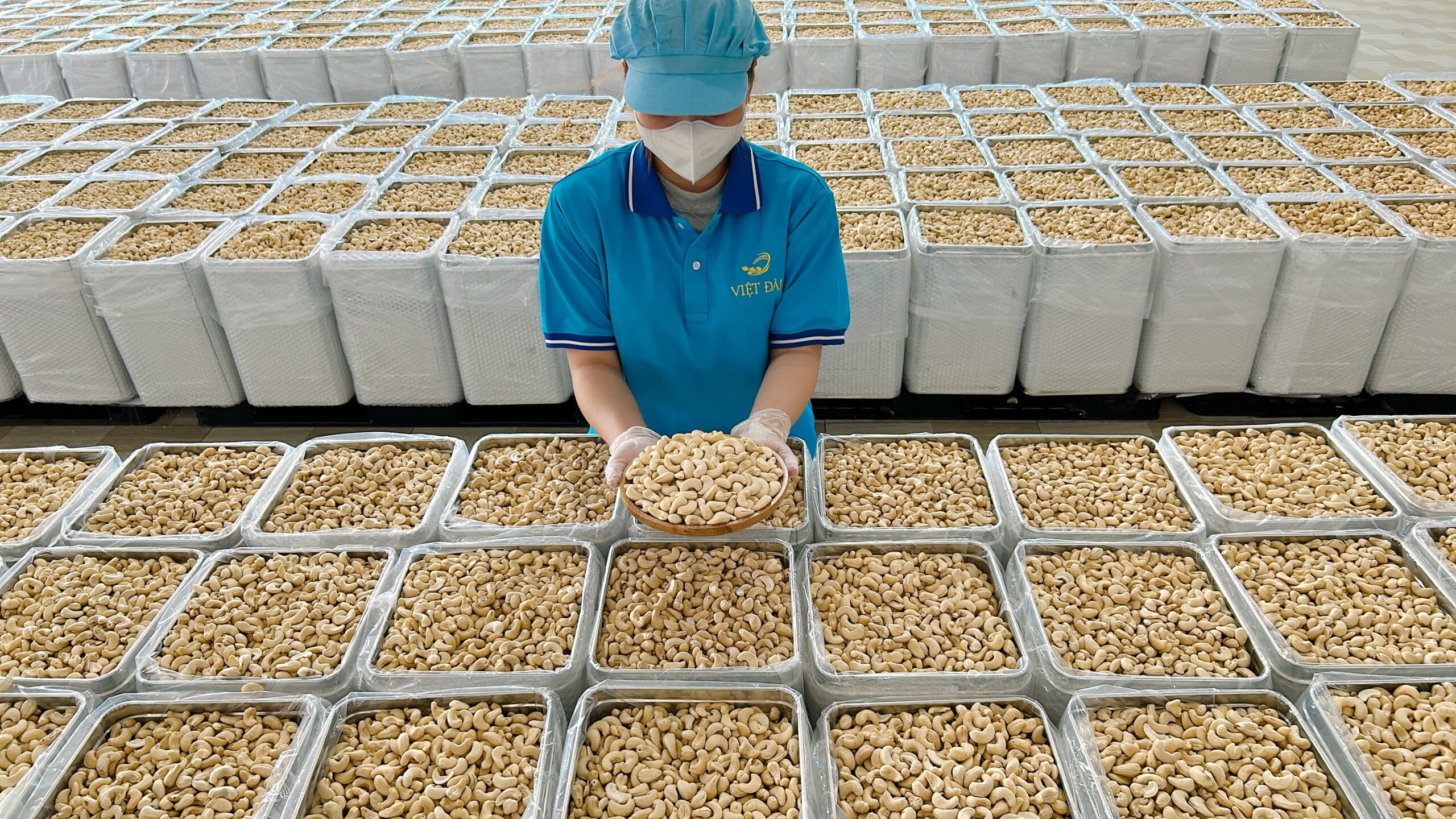 Việt Đài - Chuyên sản xuất và xuất khẩu hạt điều nhân trắng